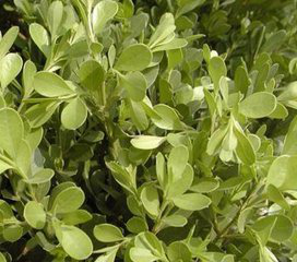 Smoketree Extract