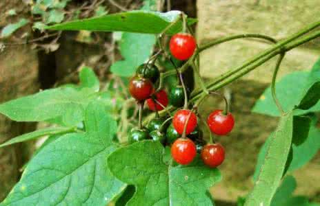 Solanum Lyratum Extract Solanum Lyratum Extract