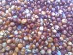 Sorghum red Sorghum red