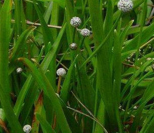 Sphaeranthus Indicus Extract Sphaeranthus Indicus Extract