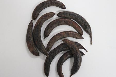 Spina Gleditsiae Extract Spina Gleditsiae Extract