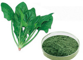 Spinach leaves extract Chlorophyll Spinach leaves extract Chlorophyll