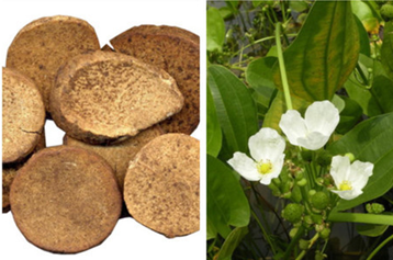 Stephania Tetrandra extract Stephania Tetrandra extract