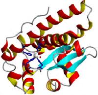 Superoxide Dismutase Superoxide Dismutase