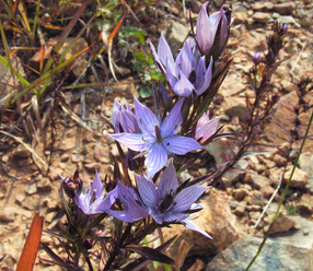 Swertia Bimaculata Extract Swertia Bimaculata Extract