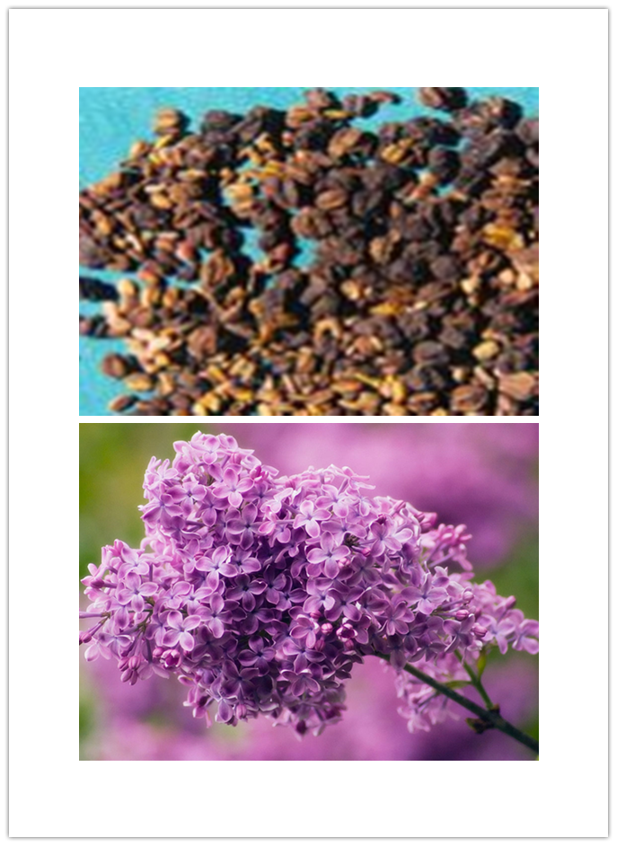Syringa vulgaris Syringa vulgaris