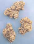 Szechuan Lovage root Szechuan Lovage root