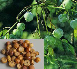 Szechwan Chinaberry Fruit Extract Szechwan Chinaberry Fruit Extract