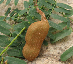 Tamarind Extract Tamarind Extract