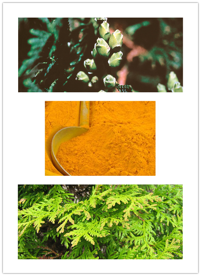 Thuja occidentalis extract Thuja occidentalis extract