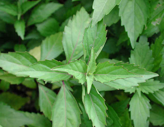 Tinospora Cordifolia Extract Tinospora Cordifolia Extract