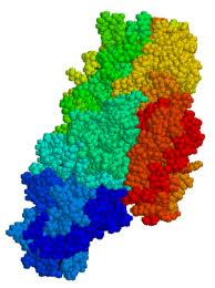 Tissue Transglutaminase Tissue Transglutaminase