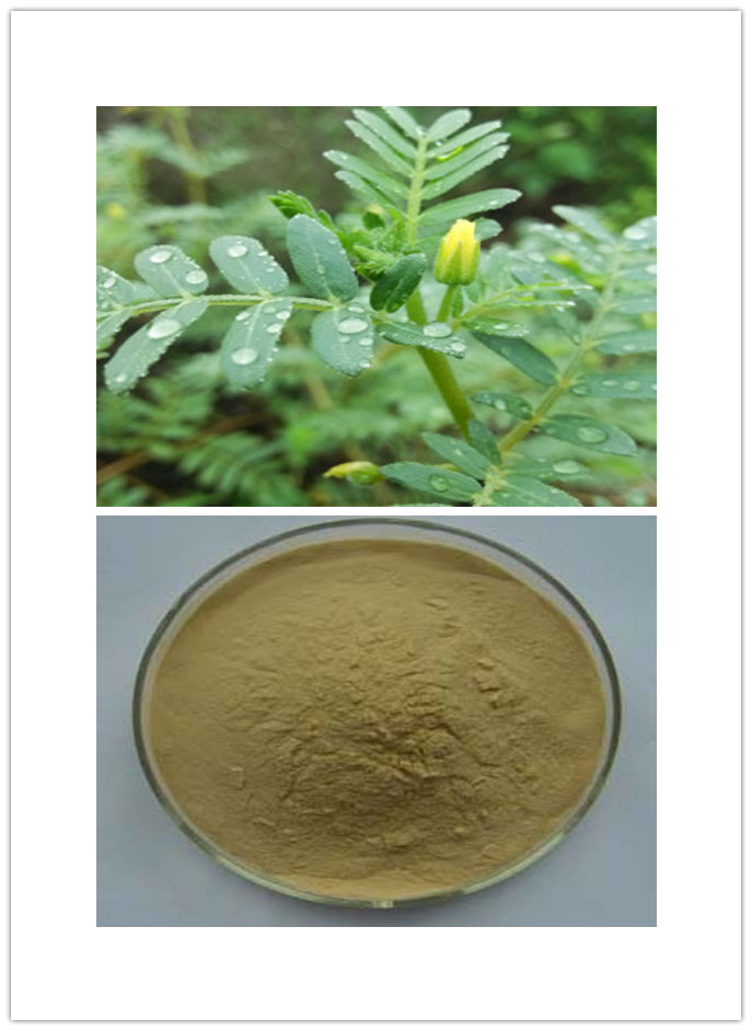 Tribulus terrestris Extract Tribulus terrestris Extract