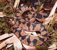Trimeresures mucrosquamatus Trimeresures mucrosquamatus
