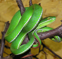Trimeresurus stejnegeri Trimeresurus stejnegeri