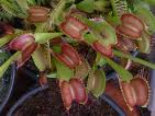 Venus Flytrap extract Venus Flytrap extract