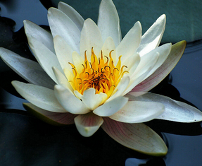 White Waterlily Extract White Waterlily Extract