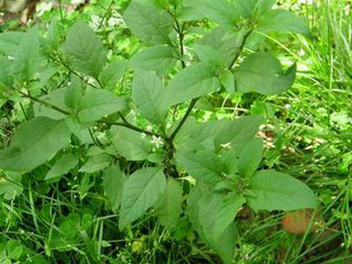 White mustard seed extract White mustard seed extract