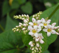 Wild Buckwheat Rhizome Extract Wild Buckwheat Rhizome Extract