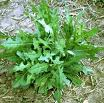 Wild Lettuce Wild Lettuce