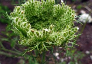 Wild Radish Extract Wild Radish Extract
