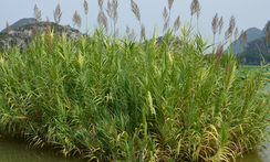  Wild reed extract