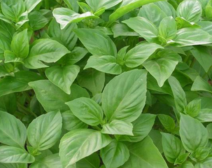 Wormseed Extract Wormseed Extract