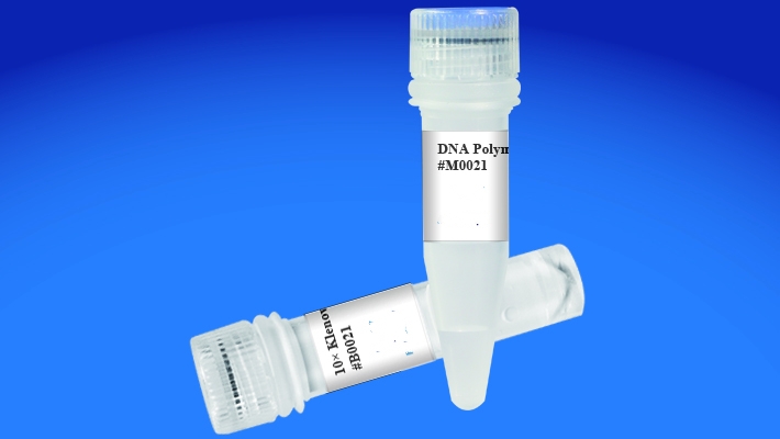 DNA Polymerase I Large Fragment (Klenow) DNA Polymerase I Large Fragment (Klenow)