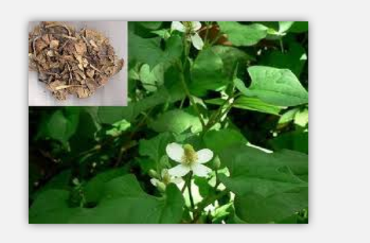 Herba Houttuyniae Solution Herba Houttuyniae Solution