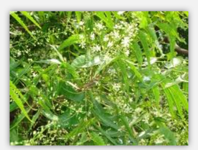 Hydnocarpus Oil Hydnocarpus Oil