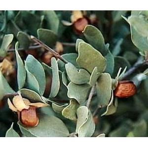 Jojoba seed Jojoba seed