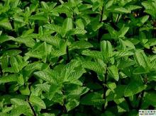 Menthol Menthol