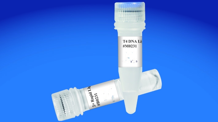 RNase H RNase H