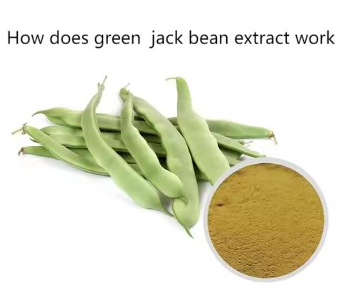 How does green  jack bean extract work