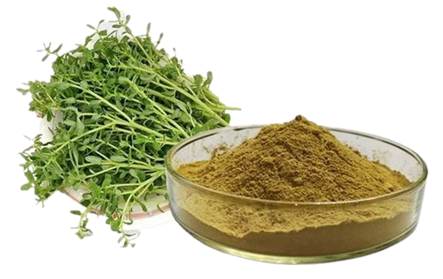 Purslane extract benefits