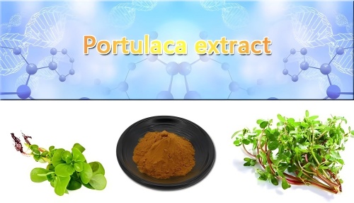What does purslane extract do? What does purslane extract do?