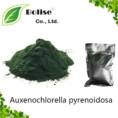 Auxenochlorella pyrenoidosa Auxenochlorella pyrenoidosa