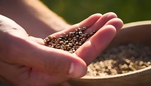 Hemp Seed Extract: Benefits and Uses Explained Hemp Seed Extract: Benefits and Uses Explained