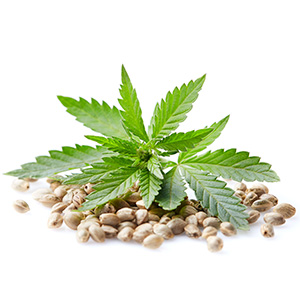 Hemp Seed Extract Hemp Seed Extract