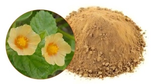Sida Cordifolia Extract: Benefits and Supplement Uses