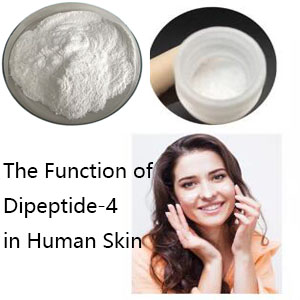 The Function of Dipeptide-4 in Human Skin The Function of Dipeptide-4 in Human Skin