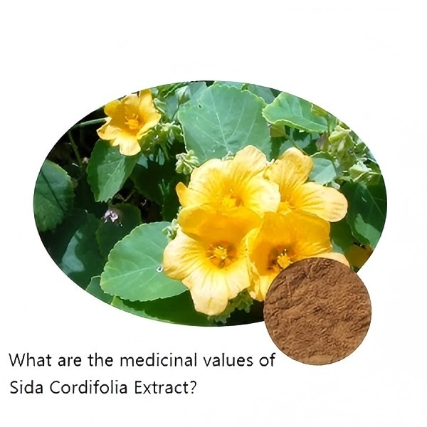 What are the medicinal values ​​of Sida Cordifolia Extract？