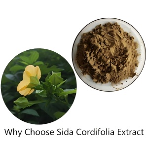 Why Choose Sida Cordifolia Extract