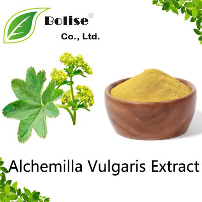 Alchemilla Vulgaris Extract