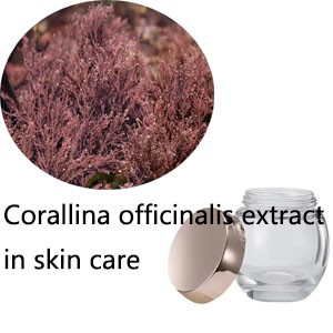 Corallina officinalis extract in skin care