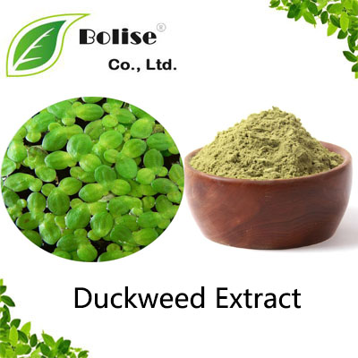 Duckweed Extract Duckweed Extract