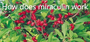 How does miraculin work How does miraculin work