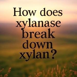 How does xylanase break down xylan? How does xylanase break down xylan?