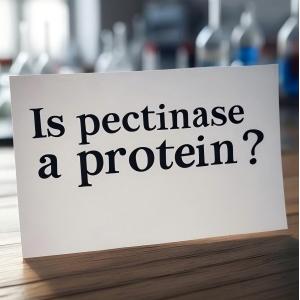 Is pectinase a protein