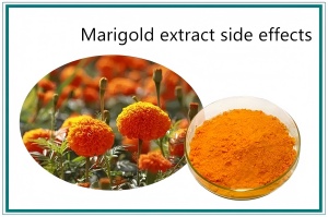 Marigold extract side effects Marigold extract side effects